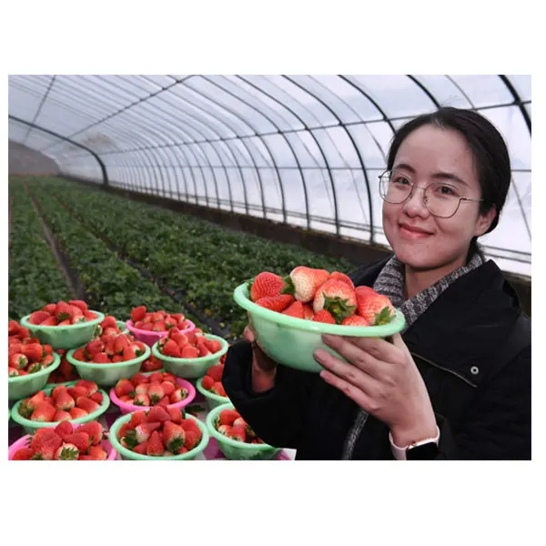 
Cheap tomato strawberry growing plastic film tunnel singlespan other greenhouses 