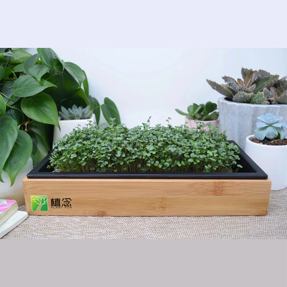 Amazon hot selling easy microgreen for growing microgreens at home with planting tray