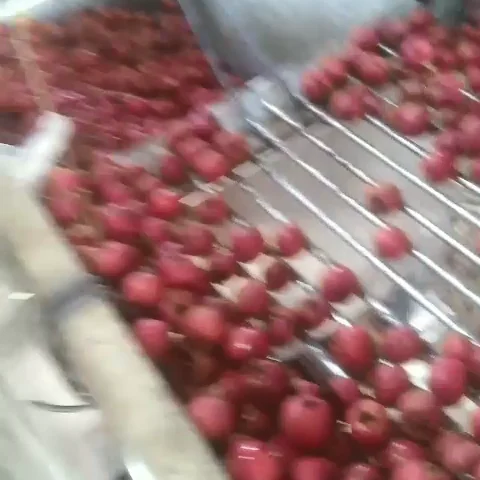 
New hand sorting pitted Hawthorn berry slice/natural food 