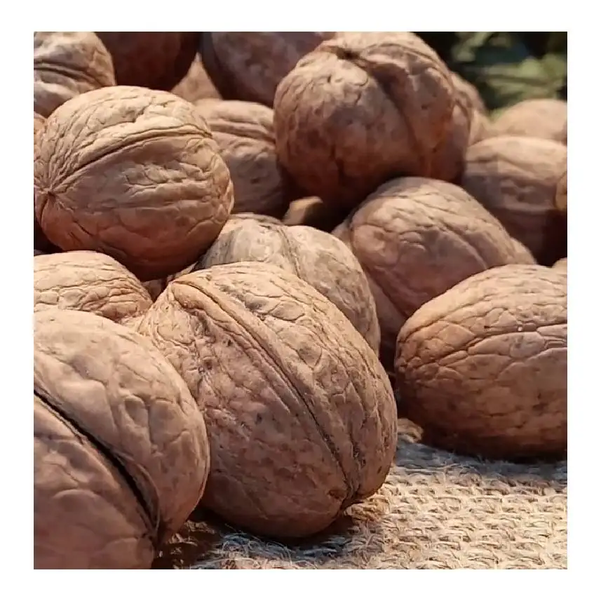 Wholesale high quality natural walnuts in shell in bulk from Uzbekistan with competitive price for export