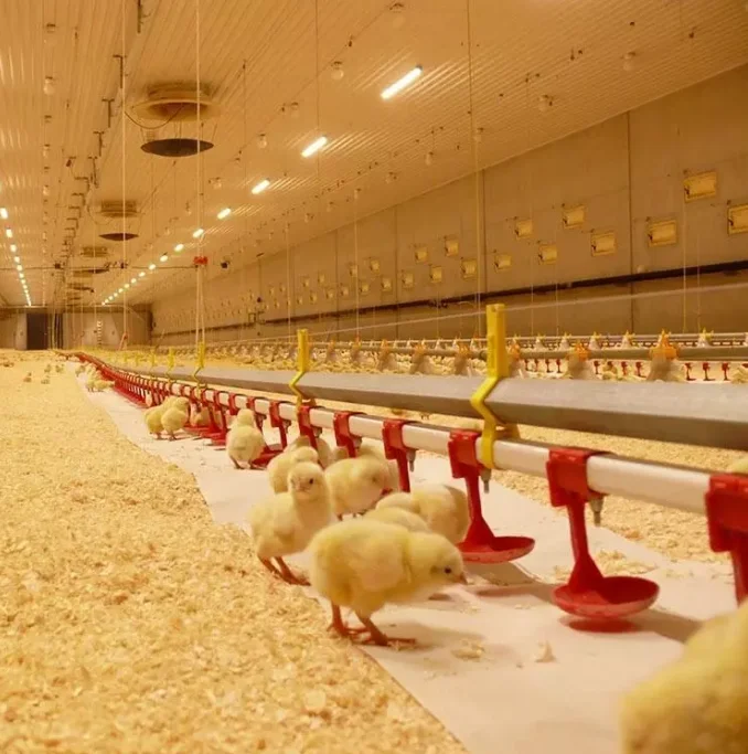 complete poultry project white broiler chicks rearing poultry farm equipment layer chicken