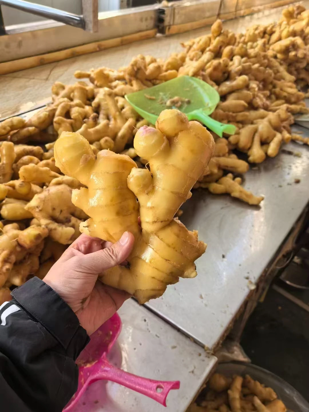 China Ginger Manufacturer Best Price New Season Ginger in bulk Top Quality Fresh Dried Ginger