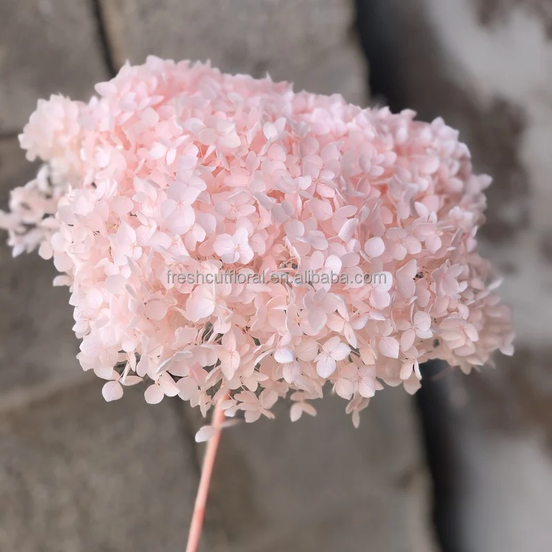 Wholesale the Real Touch Natural Dried Hydrangeas flowers artificial Preserved Hydrangea for wedding Decorations