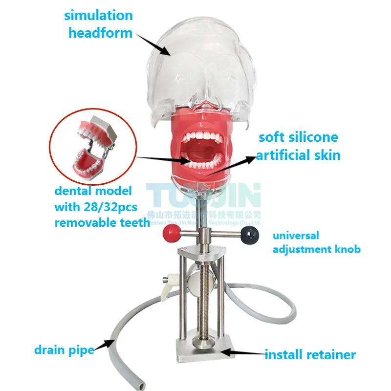 Simple Head Model Dental Simulator Phantom Manikin With Teeth For Dentist Teaching Practice Training Heads Study Dentistry
