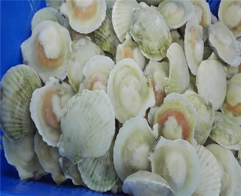 Wholesale Seafood Half Shell Scallop Frozen Sea Scallop