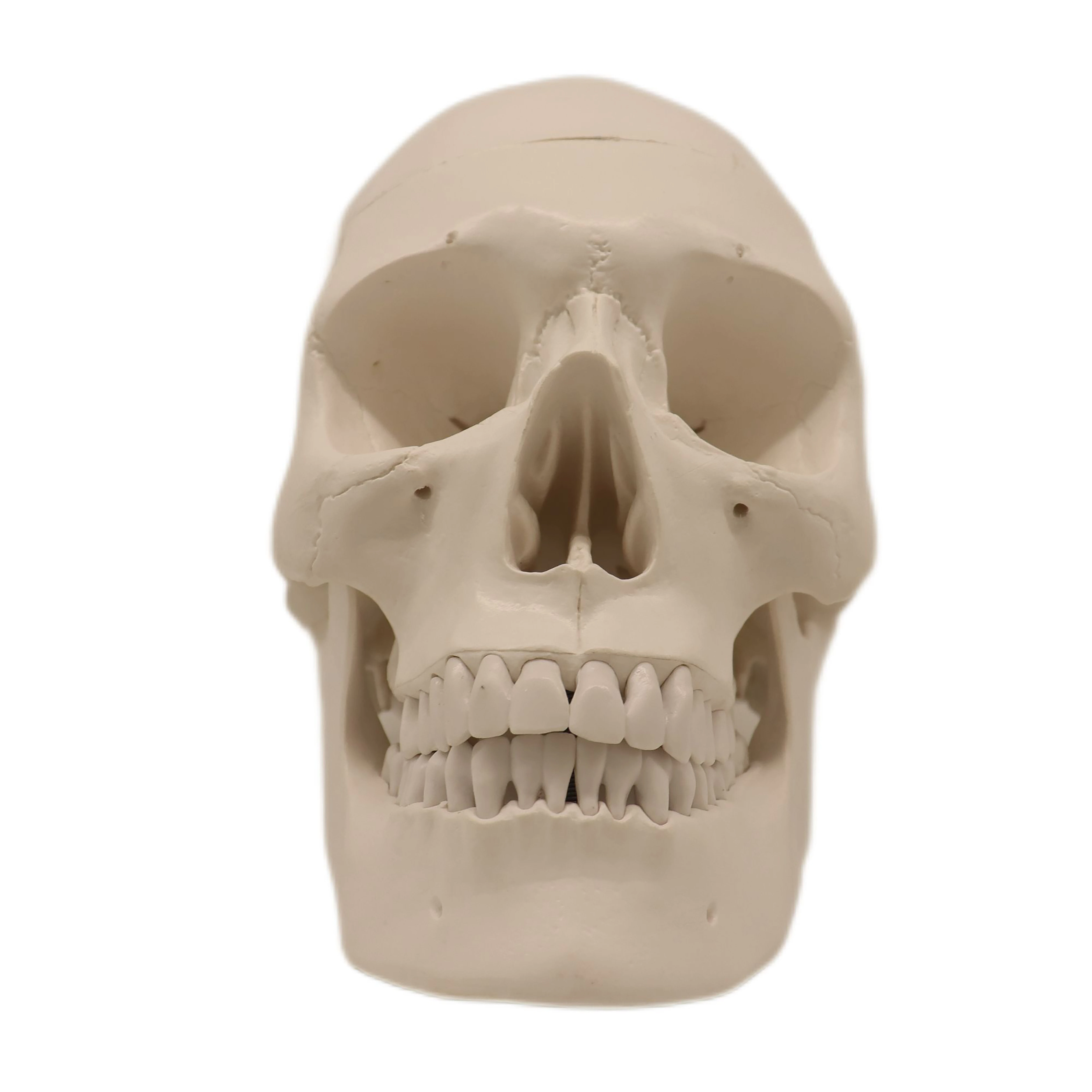 High quality OrthoCare Medical PVC Human Anatomical Model PVC 10*8*12CM 3 Parts Human Skull For Students