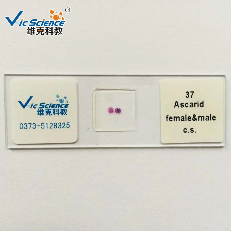 50 pieces of teaching equipment prepare slides for medical students studying medical parasitology
