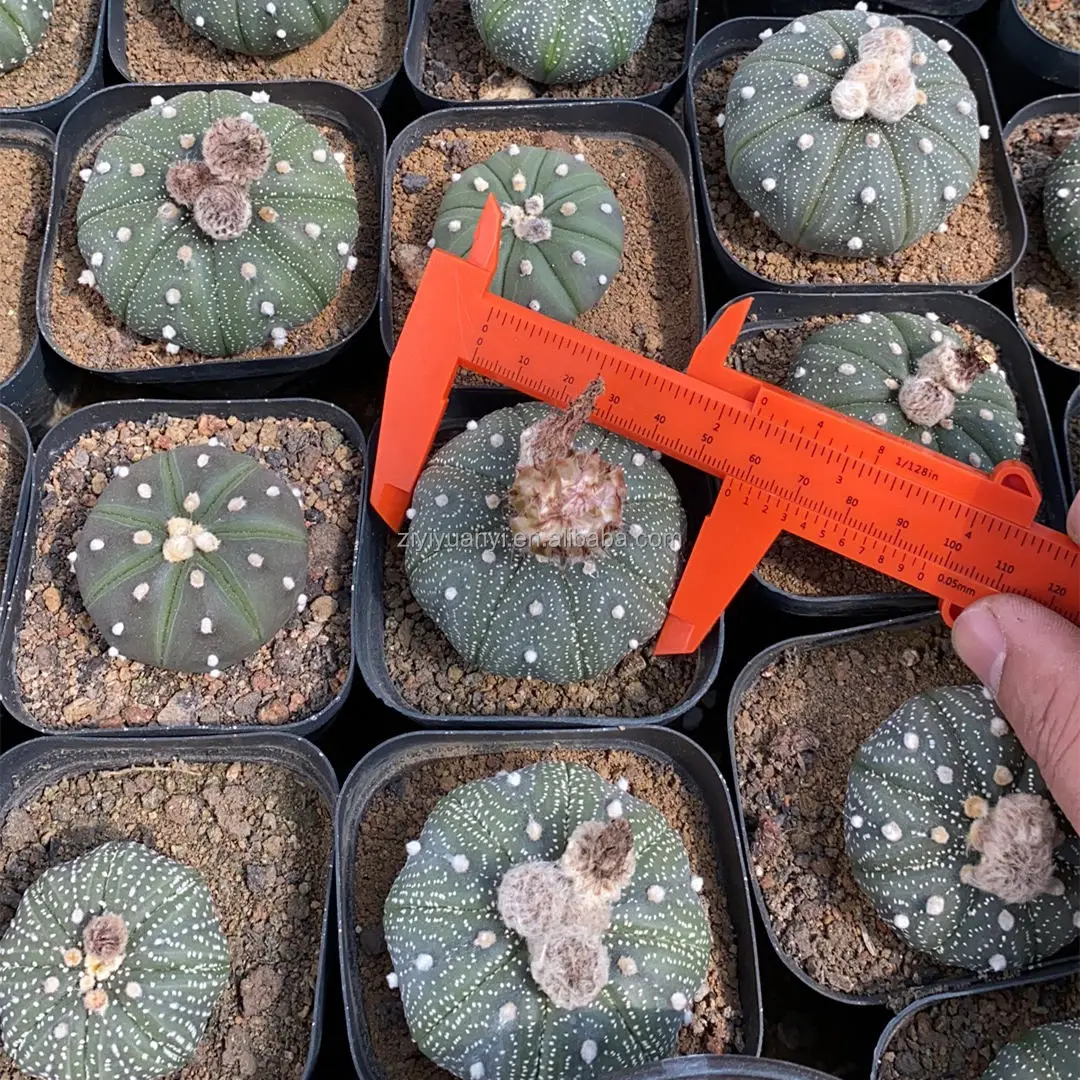 
Wholesale cactus natural plant woody plants Seed plant Astrophytum cactus blooming cactus 