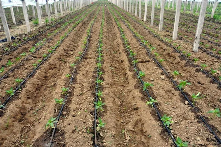 Other Watering & Irrigation 12mm/16mm/20mm diameter drip tape for irrigation system