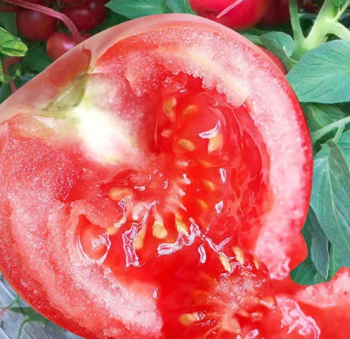 
5g/bag New havested big size fruits early maturity high yield tomato seeds 