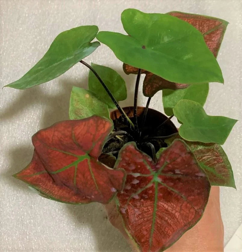 
Wholesale promotion Caladium bicolor (Ait.) Vent. ornamental foliage live plants bonsai 