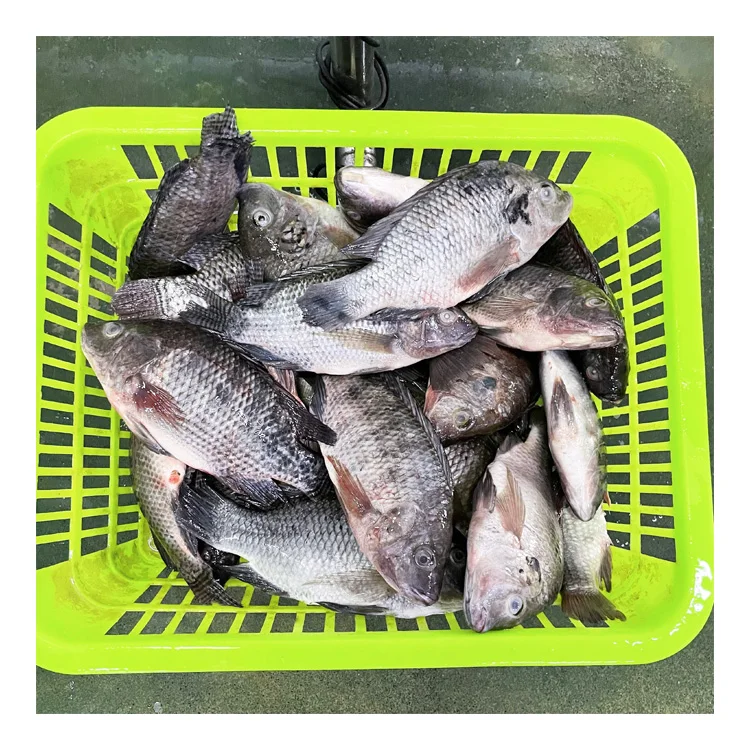 Competitive Price Seafood Supplier Frozen Fresh Fish Tlapia 300-500G Whole Clean Kosher WR Black Tilapia Exporters
