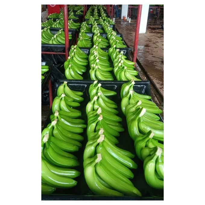 Fresh Premium Banana - High Quality, Best Price, Directly From Producers In Mexico Processing Plant