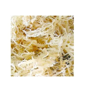 
VIETNAM COTTONII SEAWEED/COTTONII FOR CARRAGREENAN/WHATSAPP +84 845639639 