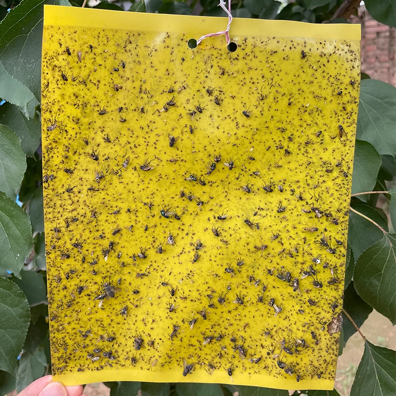 Dual-Sided Yellow Sticky Gnats Glue Paper Board Flying Insect Traps for Whiteflies Aphids Outdoor