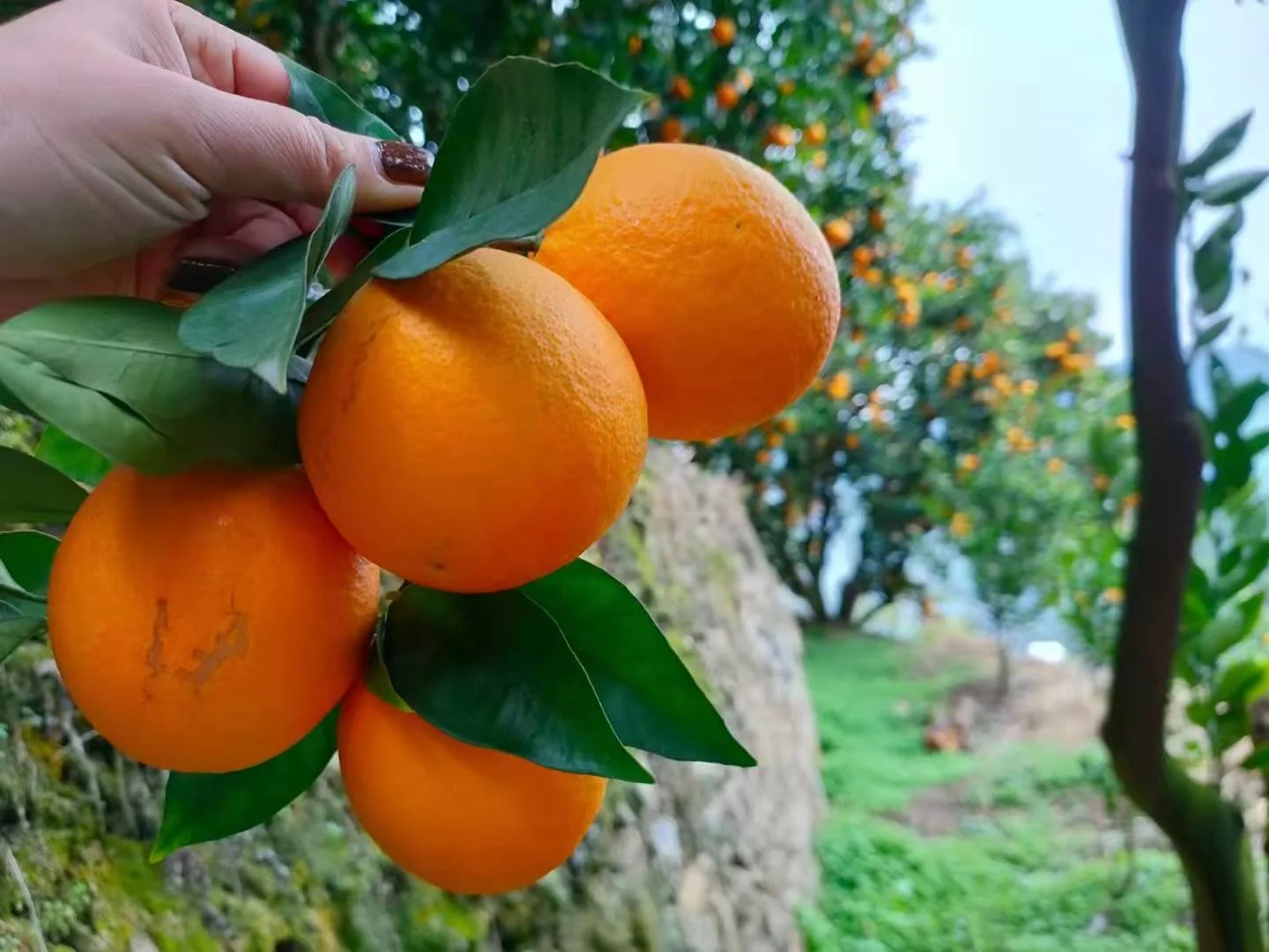Fresh Orange Navel Orange from China