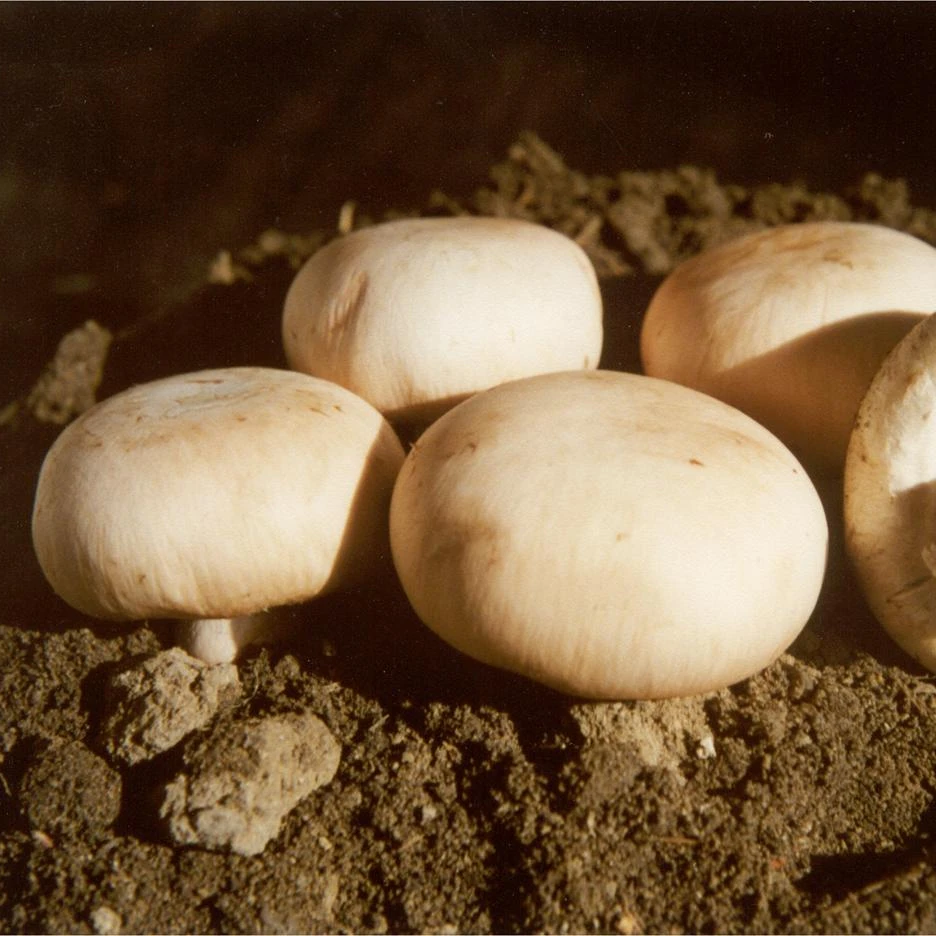 
Mushroom compost cultivation 