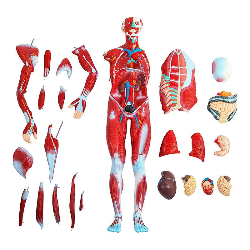 80 cm Human Anatomy Muscular Model With 27 Parts Of Human Muscle and Organ For Medical Learning