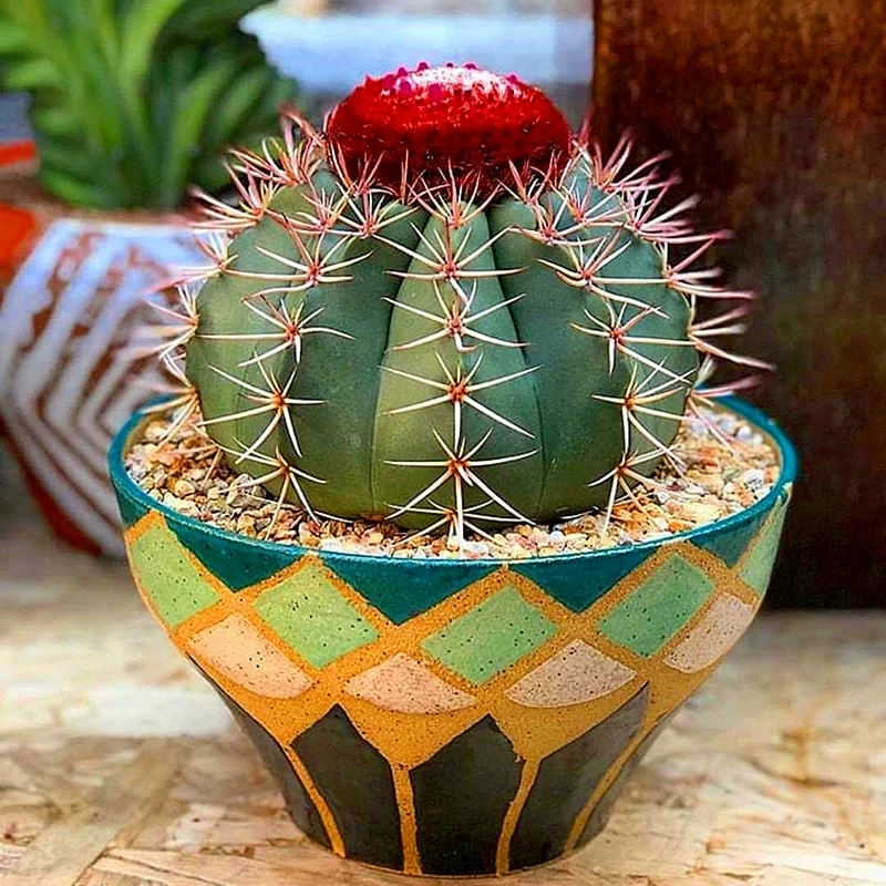 
Perennial Cactus Melocactus salvadorensis 