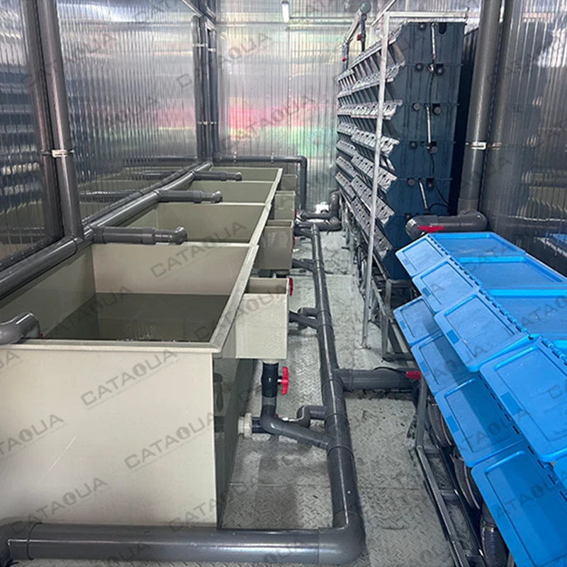 CATAQUA Container Ras System Equipment Crab Box Ras System Aquaculture Equipment For Indoor Fish Farm