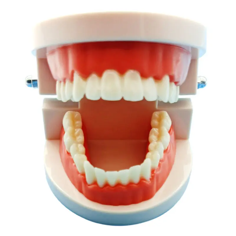 Dental model Dental materials simulation simple dentures for dentistry preschool teaching practice 1:1 tooth model