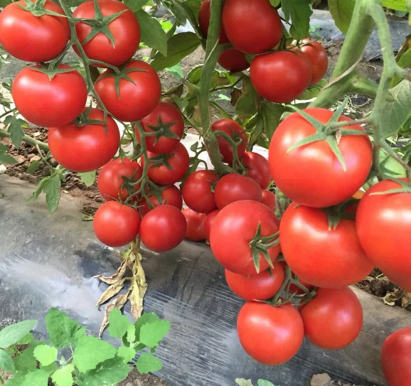 TY, Nematode,verticilium wilt Ve, семена томатов