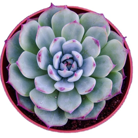 
New The best-selling lotus shaped Succulent Plants for home decor 