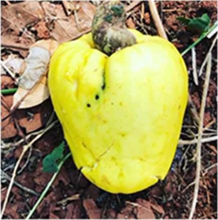 Natural food delicious food vietnam cashew nut for breakfast