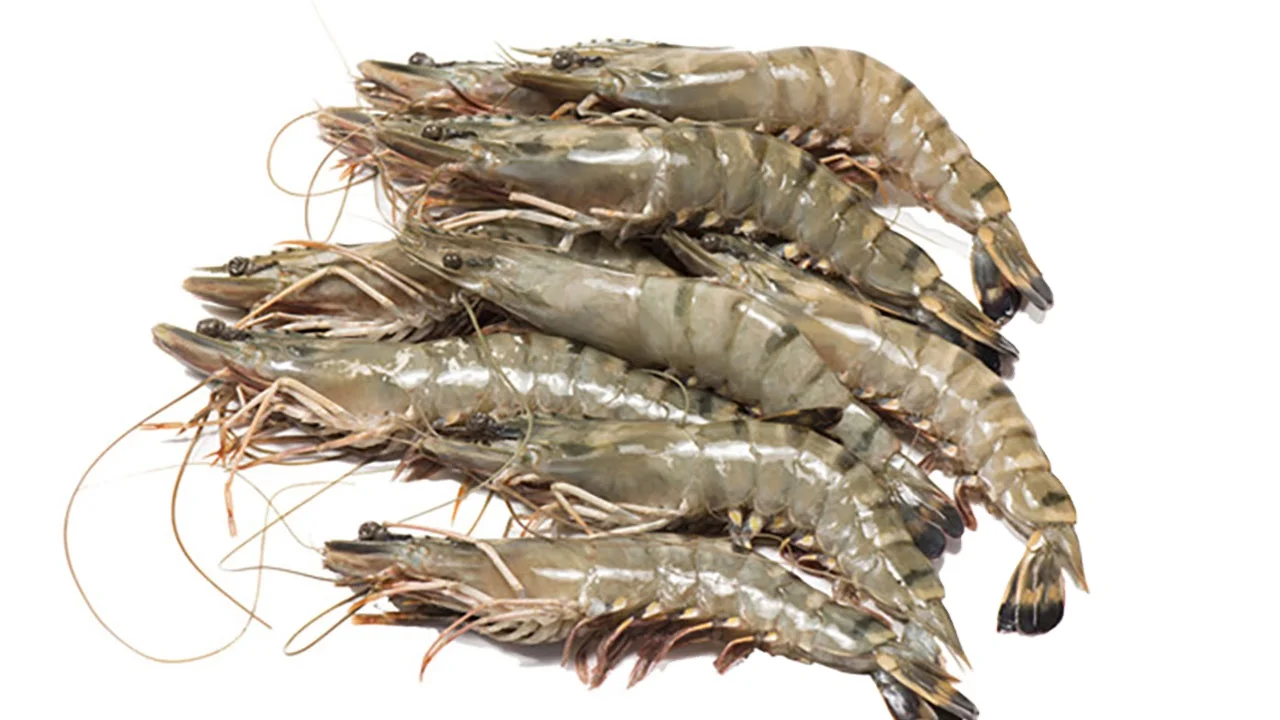 Vietnam Bulk Packing Shelf Life 24 Months Ocean Fresh Black Tiger Shrimp Frozen Prawns Freeze Dry Seafood Wholesale