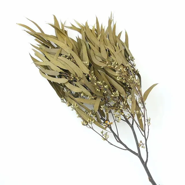 Factory supply Wholesale preserved eucalyptus seeded willow eucalyptus real touch dried eucalyptus