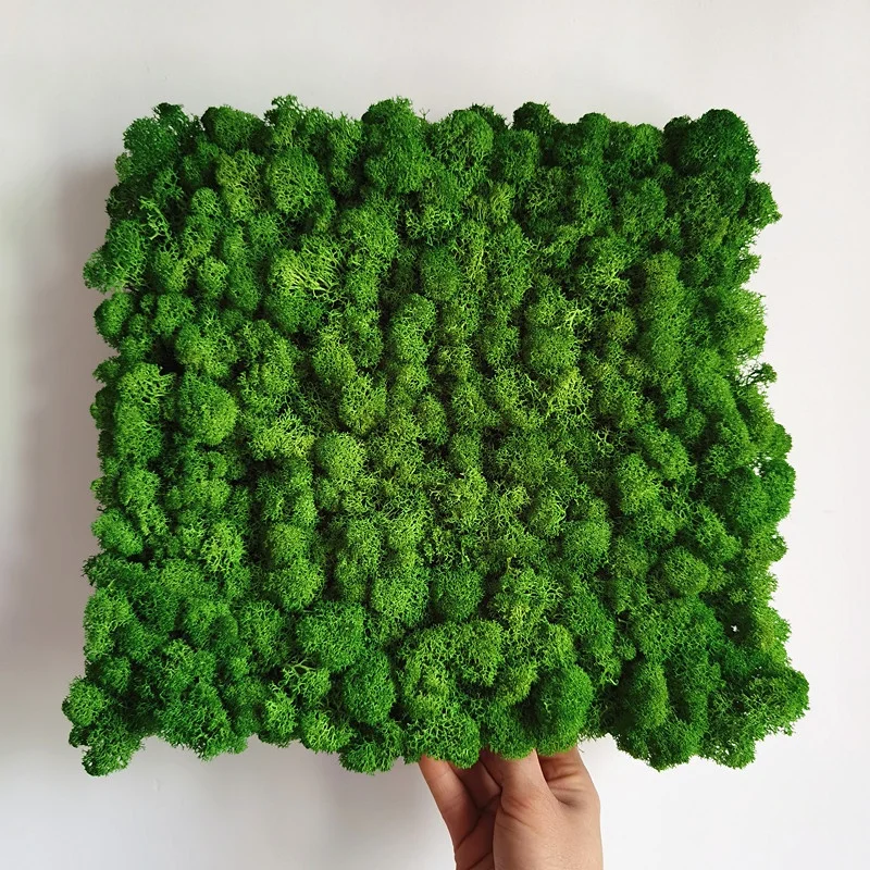 Factory high quality Interior office wedding wall decoration real natural moss 5 6cm preserved reindeer moss panel