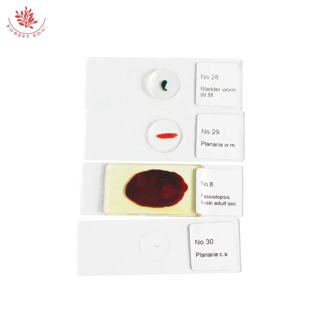 Lab Teaching Parasite Microscope Prepared Slides Teaching Resources Parasite Prepared Slides Hot Sale Parasite Slides