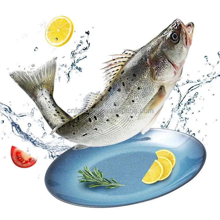 Hot Sale Fresh Frozen Whole Round Sea Bass Fish