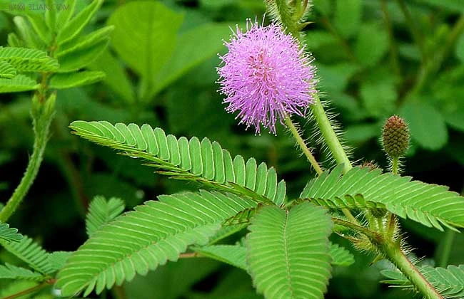 
Free Sample cheap price pure natural mimosa hostilis root bark extract powder 