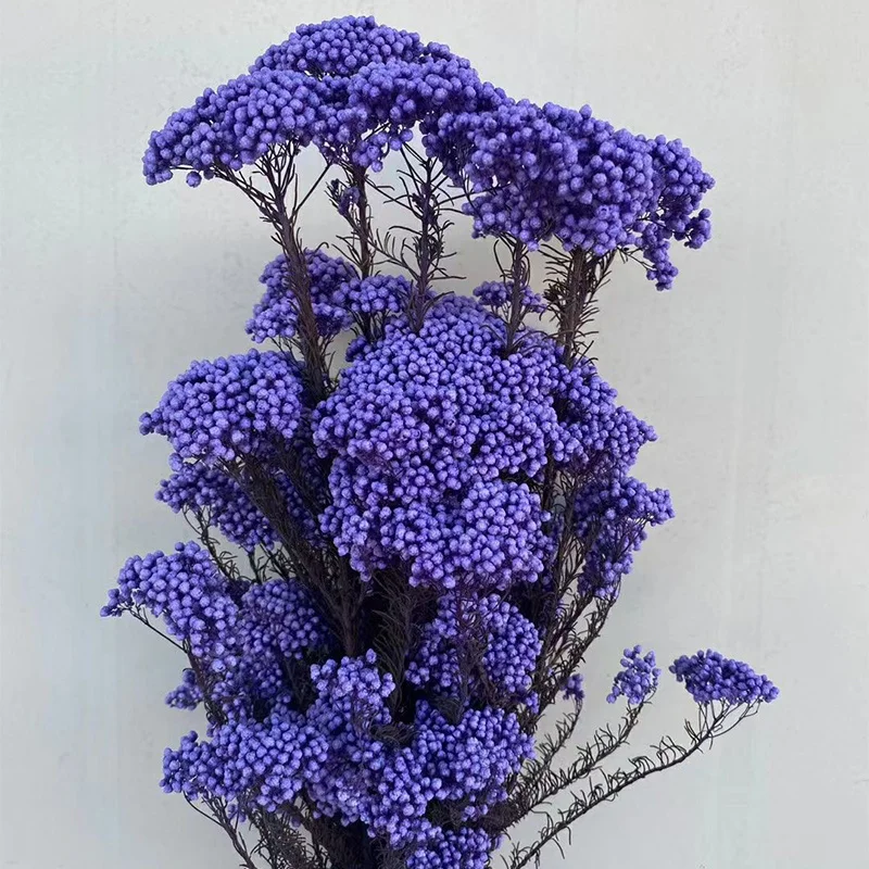 Small Reed Ozothamnus Millet Dried Flowers Bunch Bouquet Natural Arrangement Preserved Rice Flower for Wedding