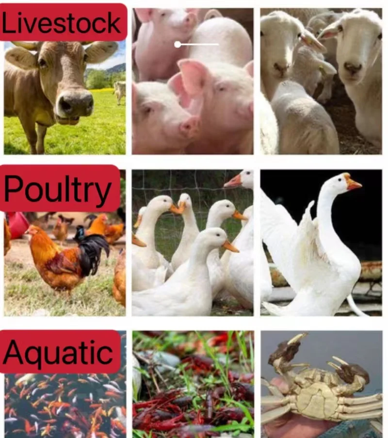 Derived from fresh Saccharomyces cerevisiae High nucleic acid yeast peptide Feed additives with crude protein more than 50%