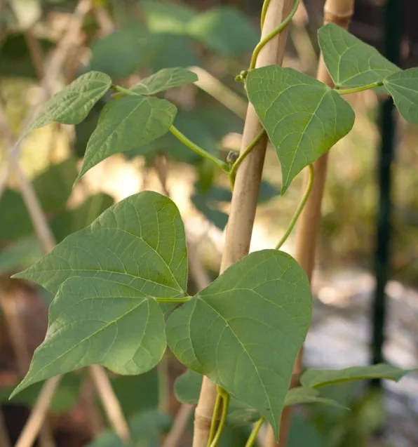 Bamboo fiber poles bamboo raw material prices based on sizes and quantity