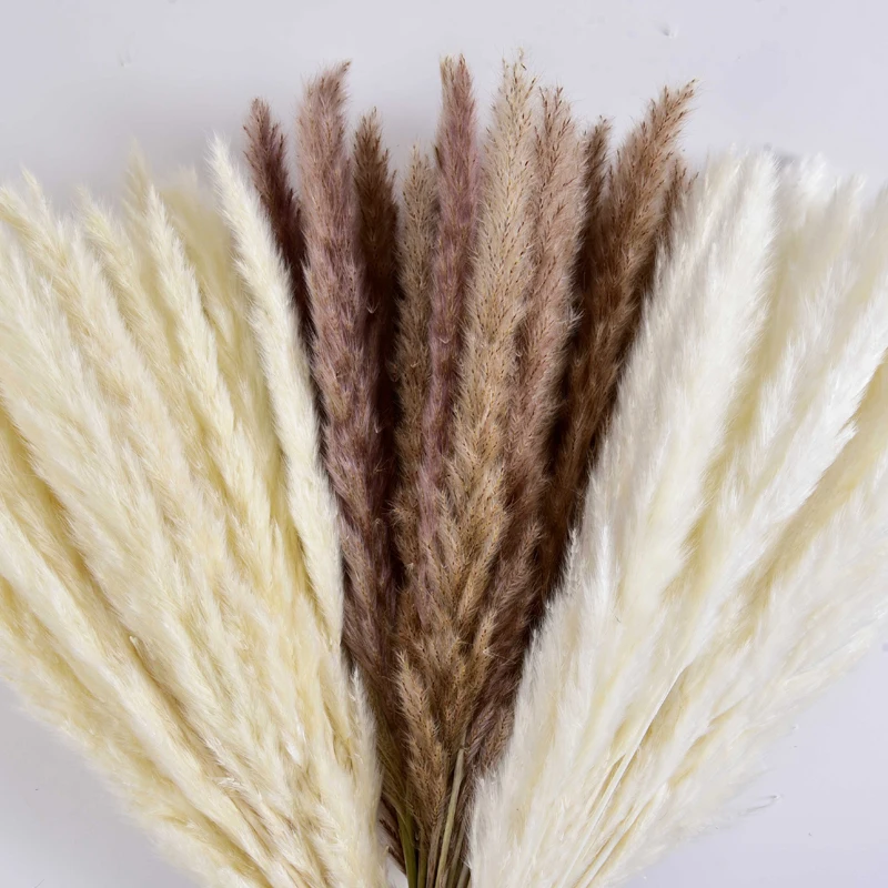 Wholesale Natural Dried Pampas Grass Decorative Flower Best Natural Real Dried Pampas Grass bouquet for wedding decor house deco