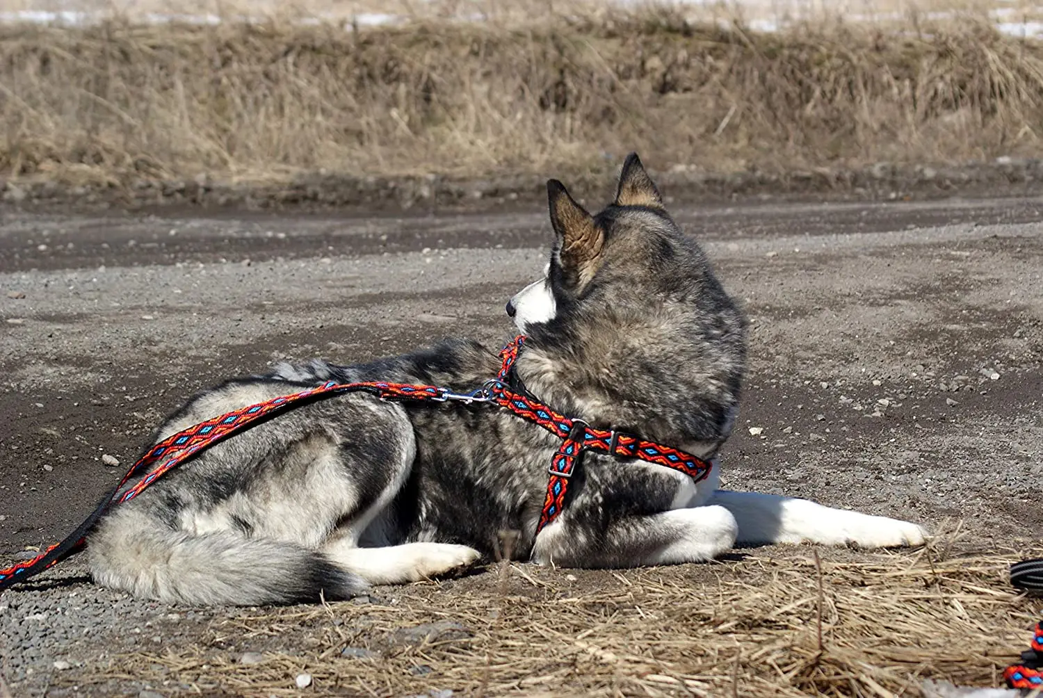 Ancient collar is suitable for dogs with tape durable training pet leash good for camping