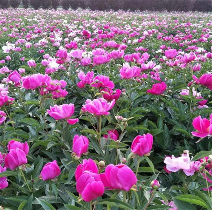  Китайские лампы высокого прорастания Shao yao Paeonia лактиflora для продажи