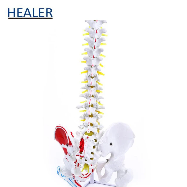 Vertebrate Model with Neuro and Muscle 45cm Human Spine Teaching Model
