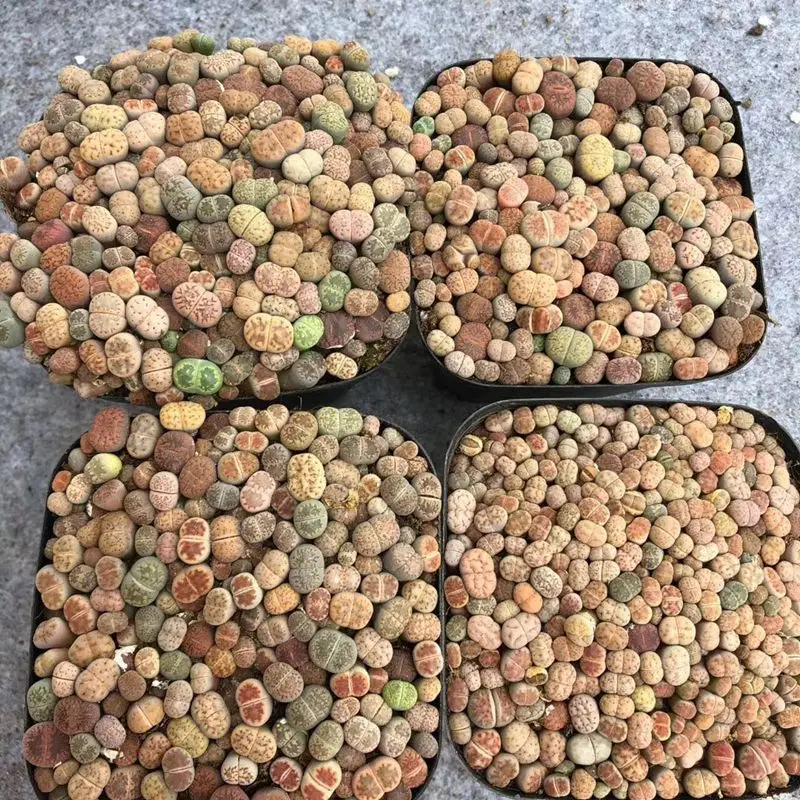 whole sale 10*10cm pots for cactus indoor mini New Cactus Succulent 1cm Lithops