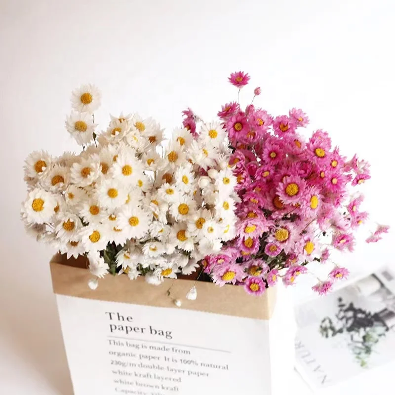 2022 Hot Sales Natural Dried Flowers Rodanthe Chrysanthemums  for Flower Arrangement Home Decor Wedding Decor