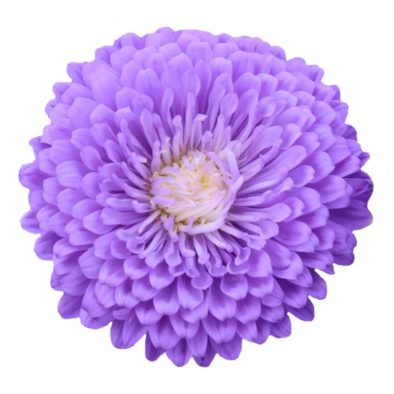 
Sales promotion Callistephus Chinensis Flower Seeds planting 