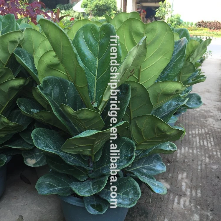 
Семян фикус пандюре Ханс 