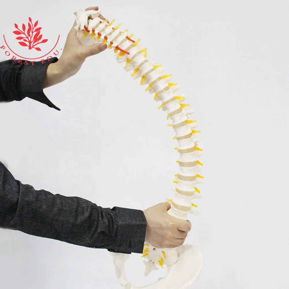  Анатомическая модель позвоночника тазовых затылка спрей висит стенд Orthopedist обучающий инструмент 33 штуки кости строка