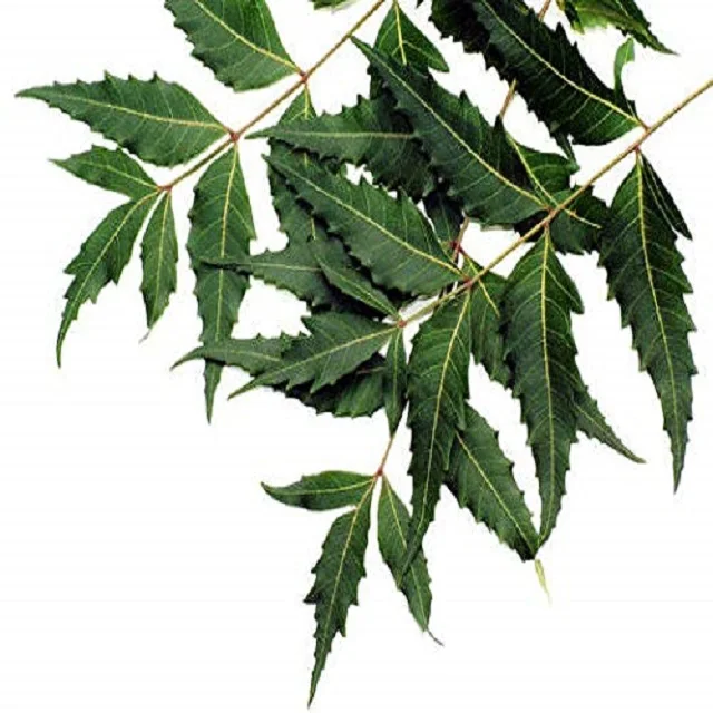 Best 100% Natural and Pure Neem Oil  Grade Wholesale Supplier