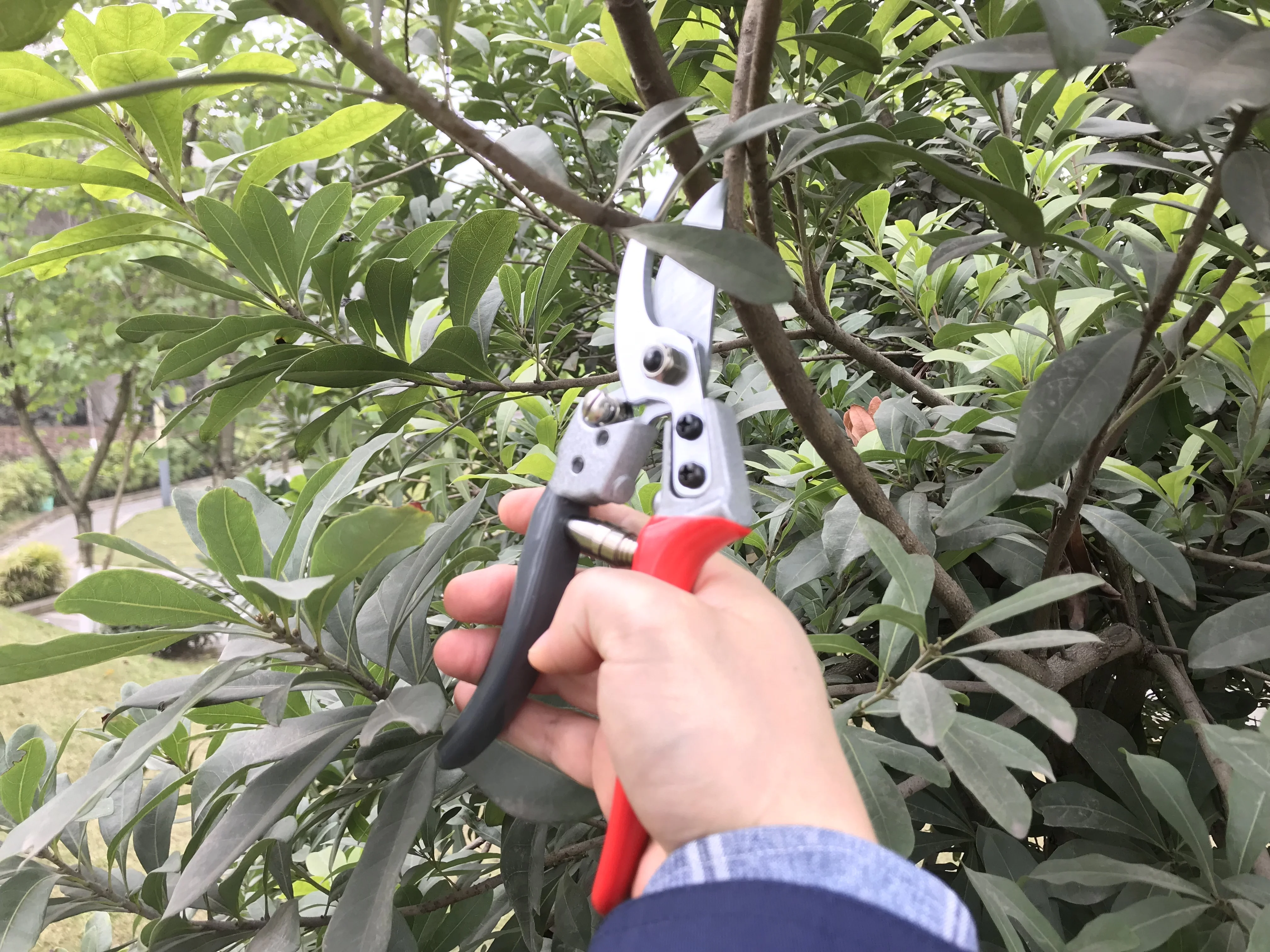SK5 Steel garden tools Pruning Shears  professional china Shears For Plant