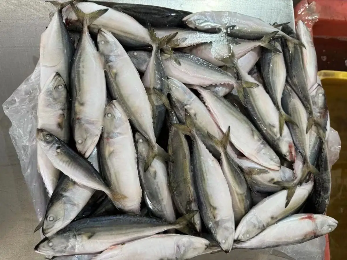 Premium Quality Raw Material Fish Frozen Indian Mackerel Supplier