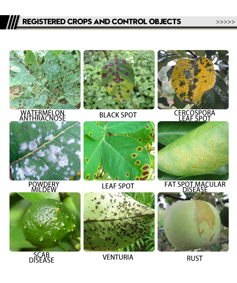 40% difenoconazole SC anthracnose powder leaf spot rust agricultural pesticide fungicide